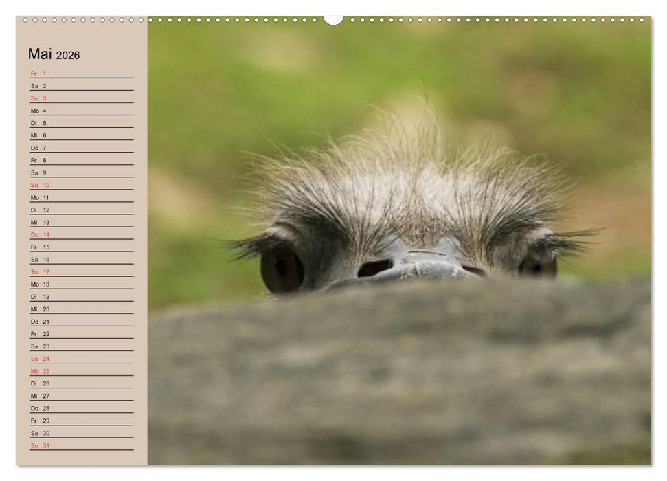 Vogel Strauß. Imposanter Riese und Läufer (CALVENDO Premium Wandkalender 2026)