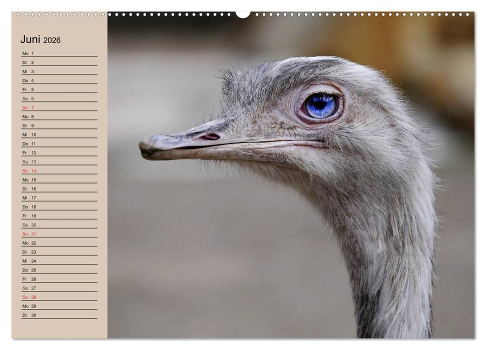 Vogel Strauß. Imposanter Riese und Läufer (CALVENDO Premium Wandkalender 2026)