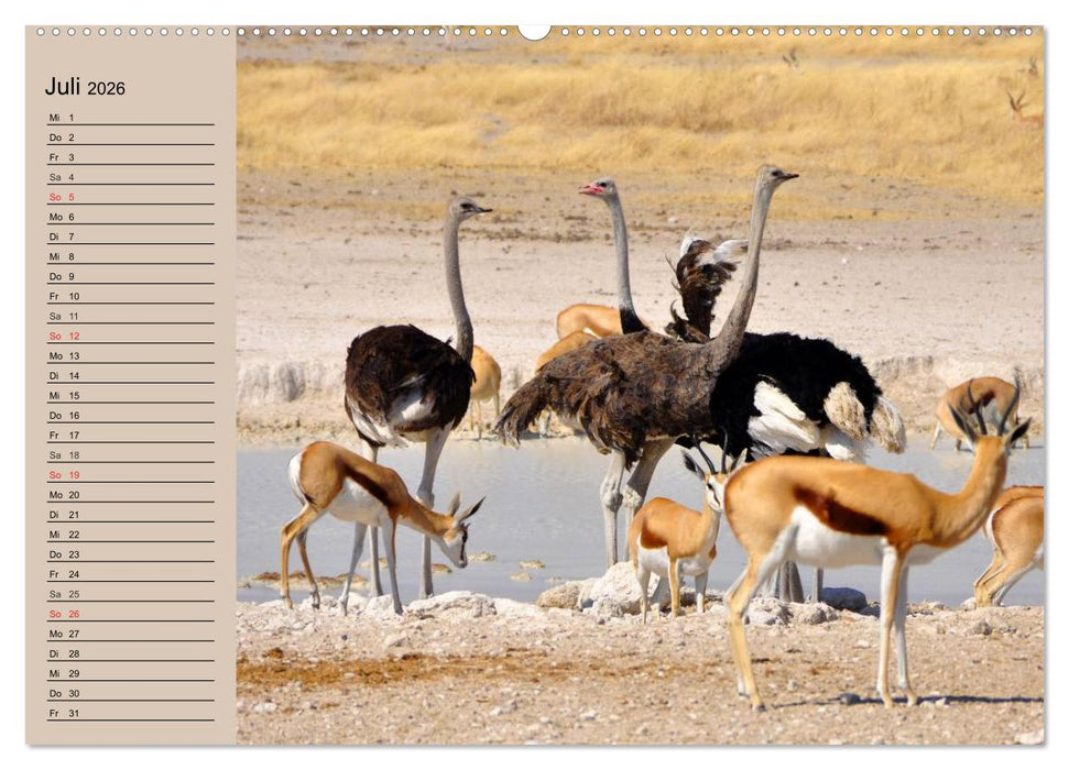 Vogel Strauß. Imposanter Riese und Läufer (CALVENDO Premium Wandkalender 2026)