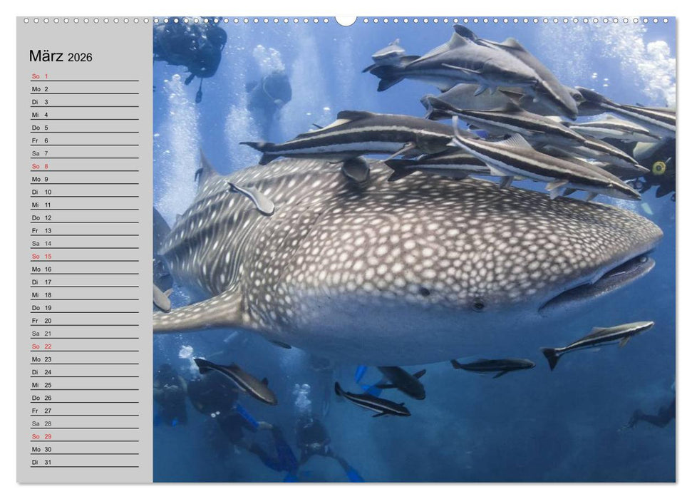 Haie (CALVENDO Premium Wandkalender 2026)