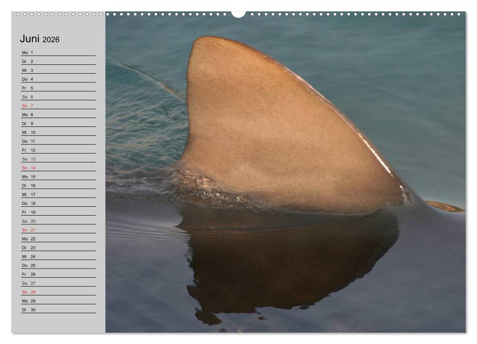 Haie (CALVENDO Premium Wandkalender 2026)