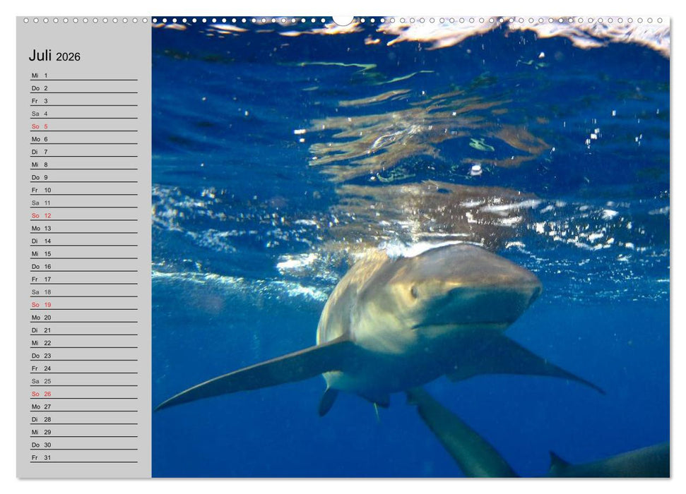 Haie (CALVENDO Premium Wandkalender 2026)