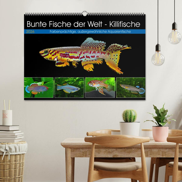 Bunte Fische der Welt - Killifische (CALVENDO Wandkalender 2026)