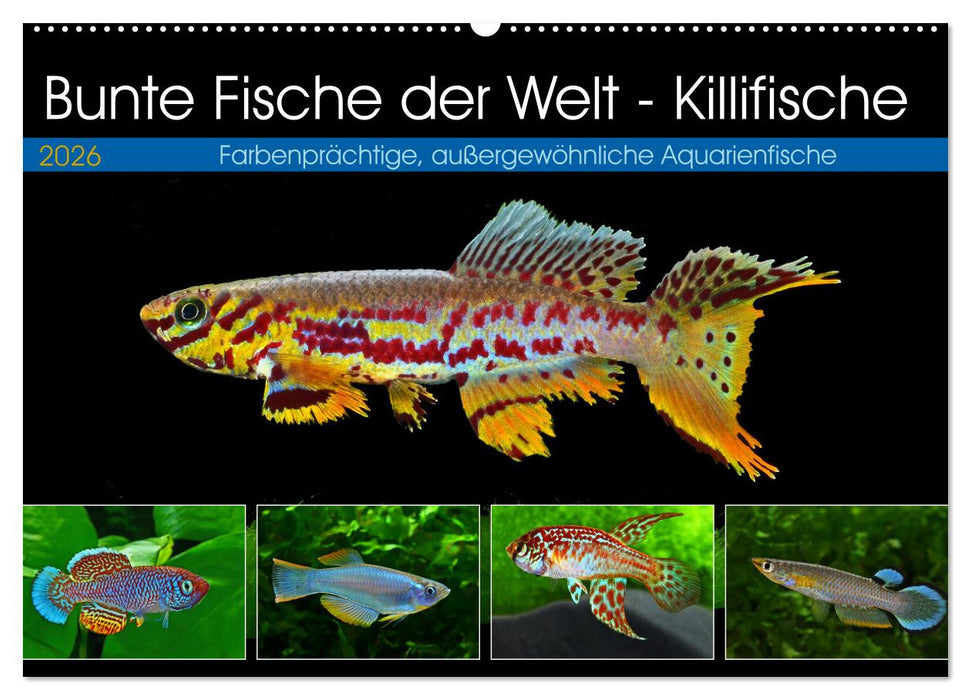 Bunte Fische der Welt - Killifische (CALVENDO Wandkalender 2026)