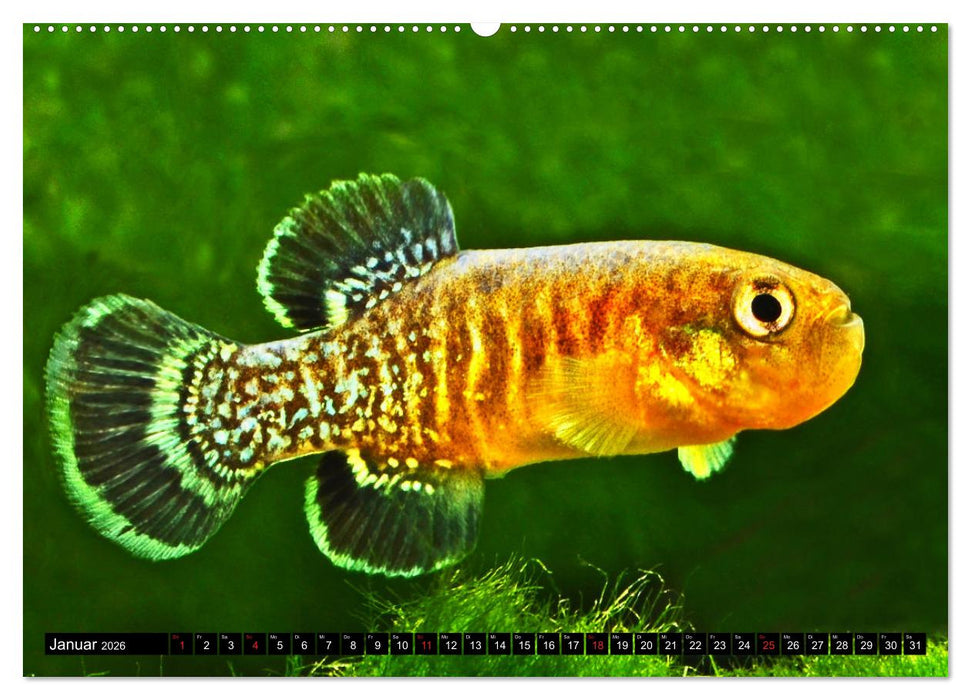 Bunte Fische der Welt - Killifische (CALVENDO Wandkalender 2026)