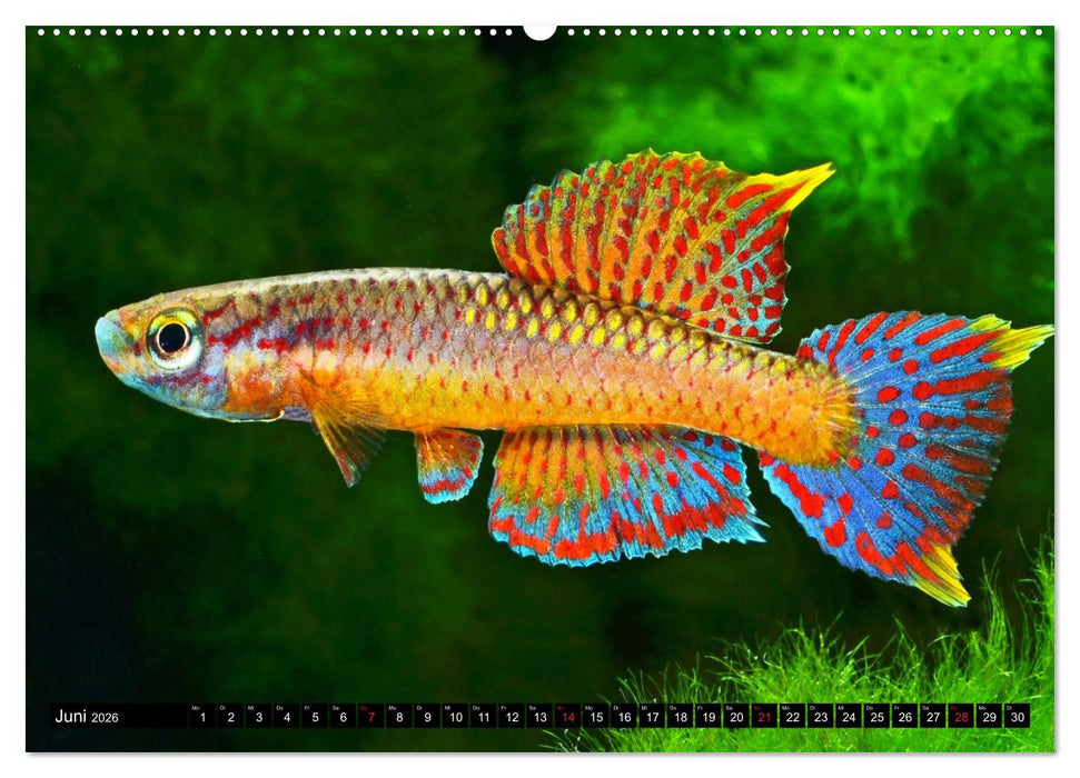 Bunte Fische der Welt - Killifische (CALVENDO Wandkalender 2026)