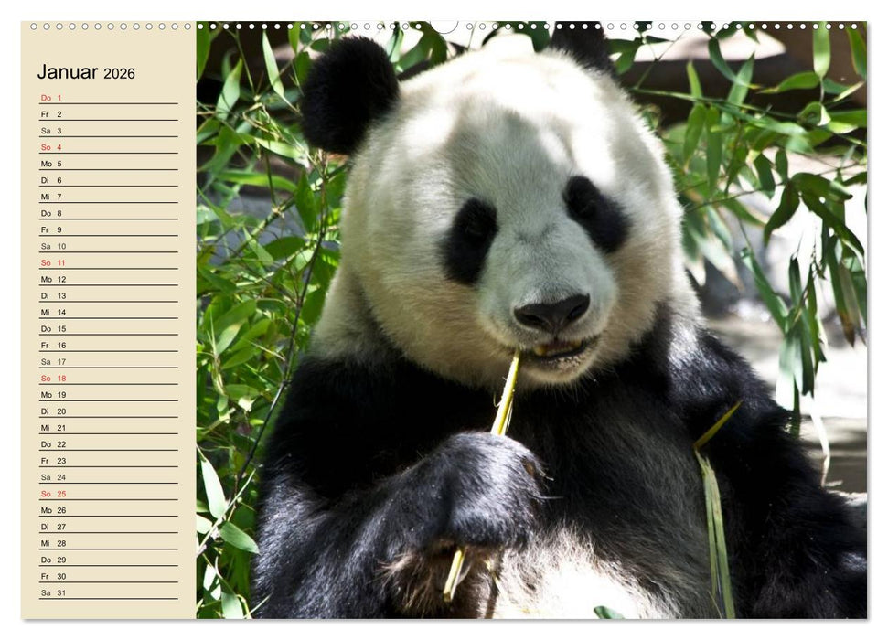 Bären (CALVENDO Premium Wandkalender 2026)