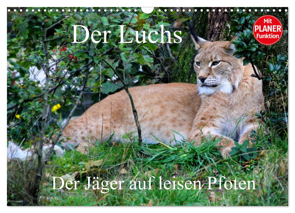 Der Luchs - Der Jäger auf leisen Pfoten (CALVENDO Wandkalender 2026)