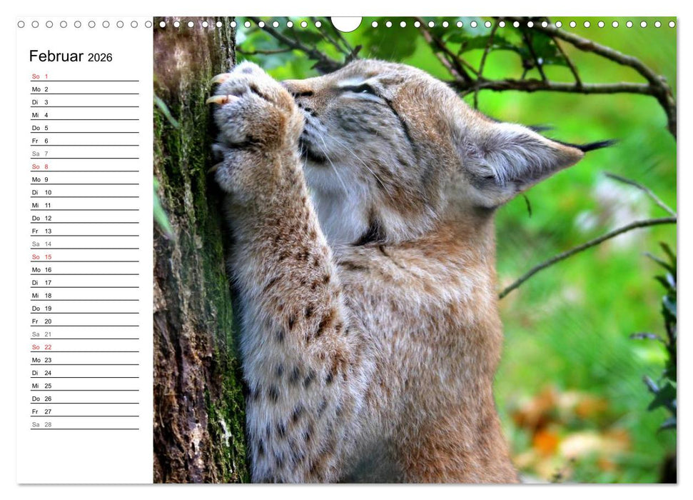 Der Luchs - Der Jäger auf leisen Pfoten (CALVENDO Wandkalender 2026)