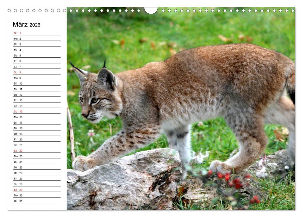 Der Luchs - Der Jäger auf leisen Pfoten (CALVENDO Wandkalender 2026)