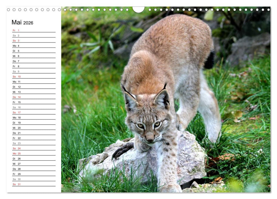 Der Luchs - Der Jäger auf leisen Pfoten (CALVENDO Wandkalender 2026)
