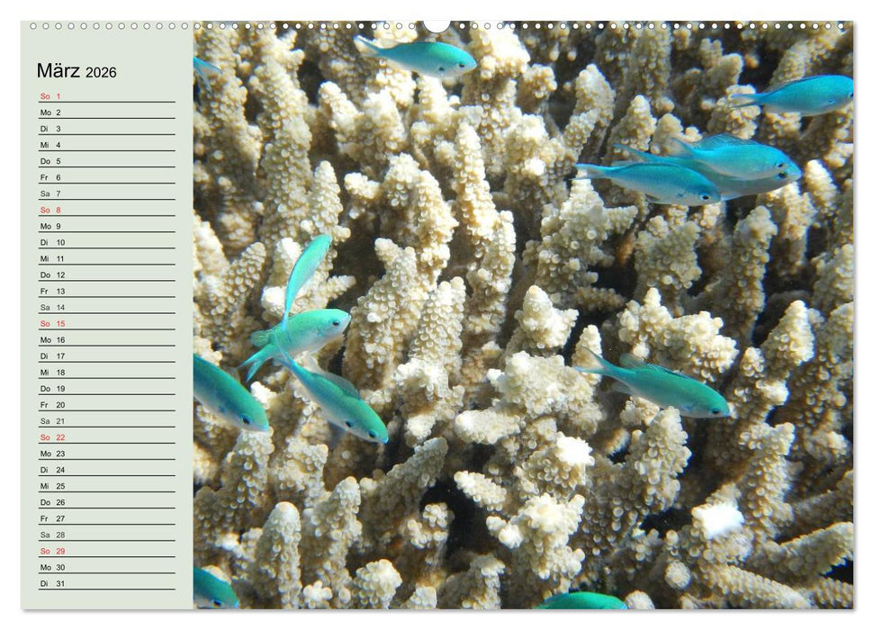Die Welt der Riffe. Seesterne, Korallen, Anemonen (CALVENDO Premium Wandkalender 2026)
