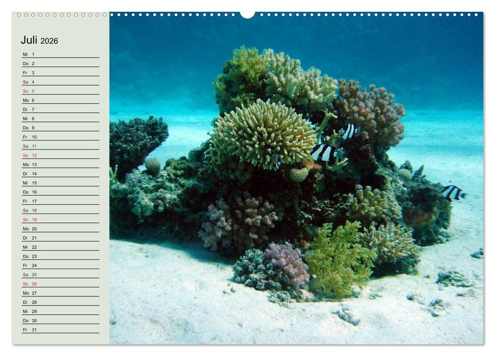 Die Welt der Riffe. Seesterne, Korallen, Anemonen (CALVENDO Premium Wandkalender 2026)
