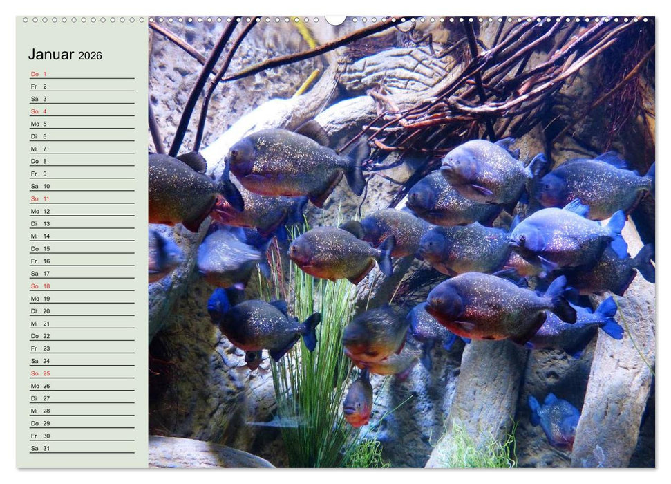 Knallbunte Wasserwelt. Die Welt der Fische (CALVENDO Premium Wandkalender 2026)