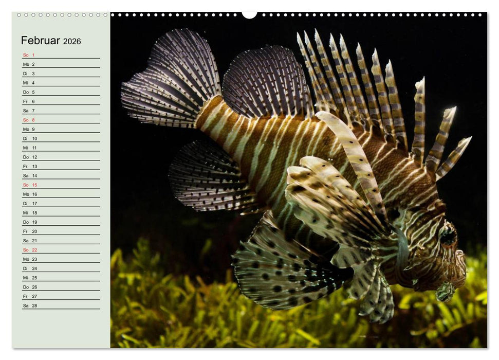 Knallbunte Wasserwelt. Die Welt der Fische (CALVENDO Premium Wandkalender 2026)