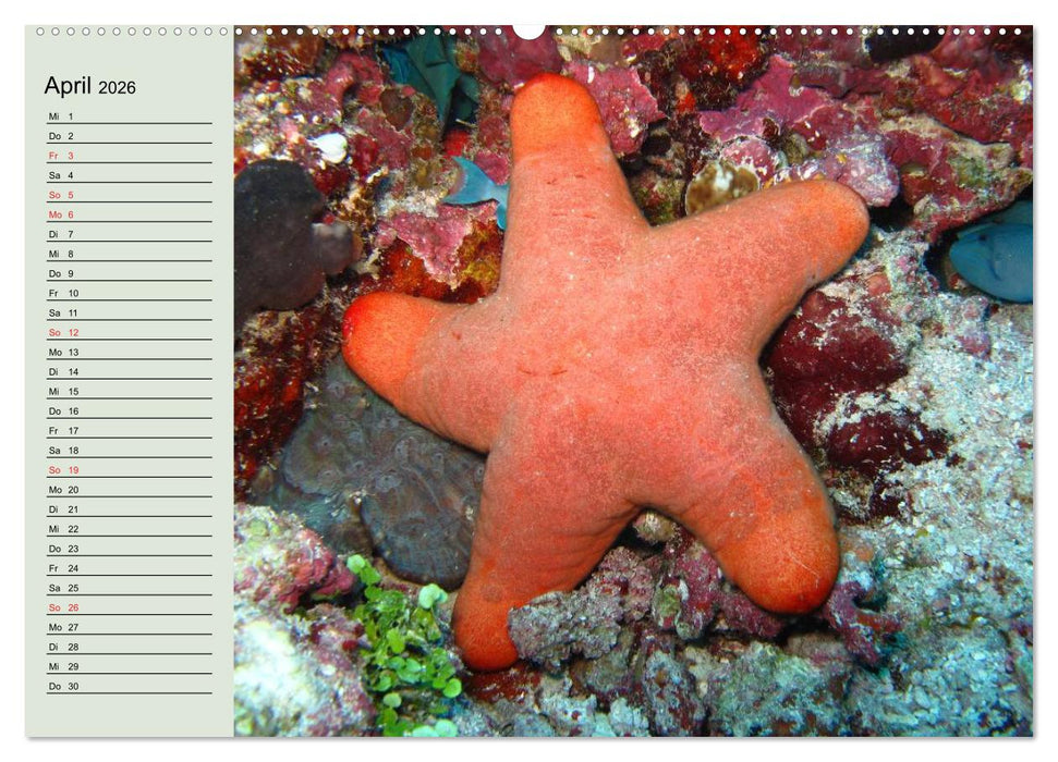 Knallbunte Wasserwelt. Die Welt der Fische (CALVENDO Premium Wandkalender 2026)