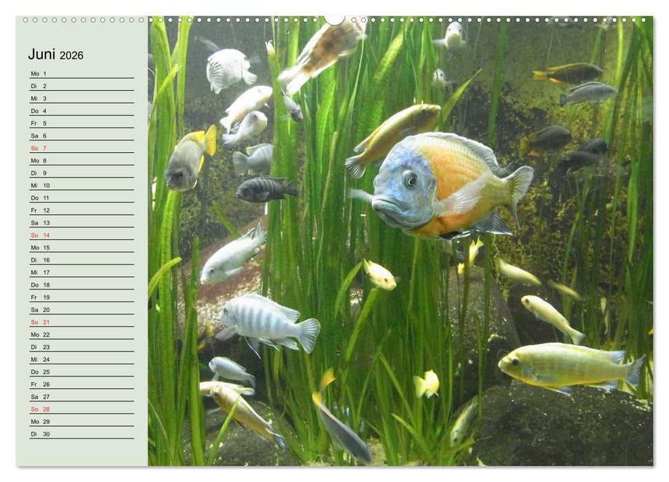 Knallbunte Wasserwelt. Die Welt der Fische (CALVENDO Premium Wandkalender 2026)