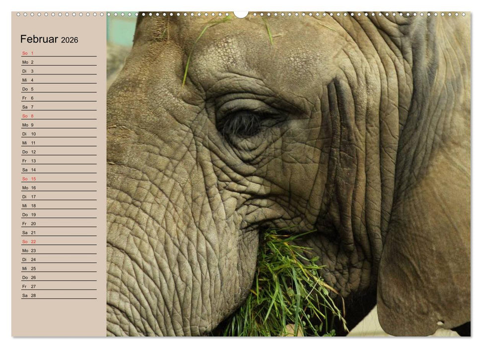Elefanten. Sensible Rüsseltiere (CALVENDO Premium Wandkalender 2026)
