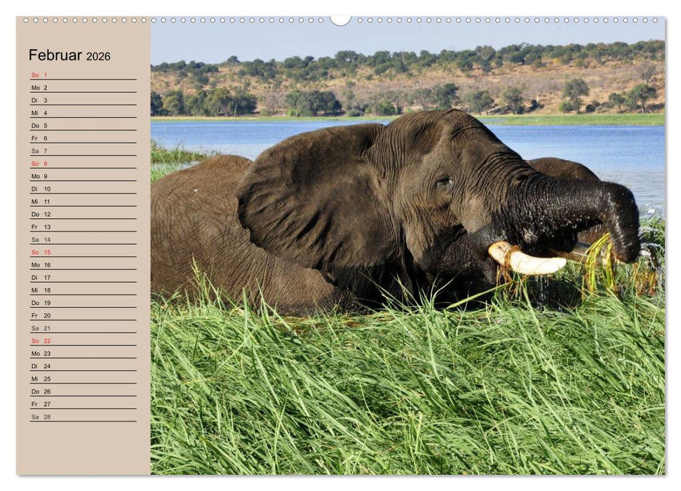 Elefanten in freier Wildbahn (CALVENDO Premium Wandkalender 2026)