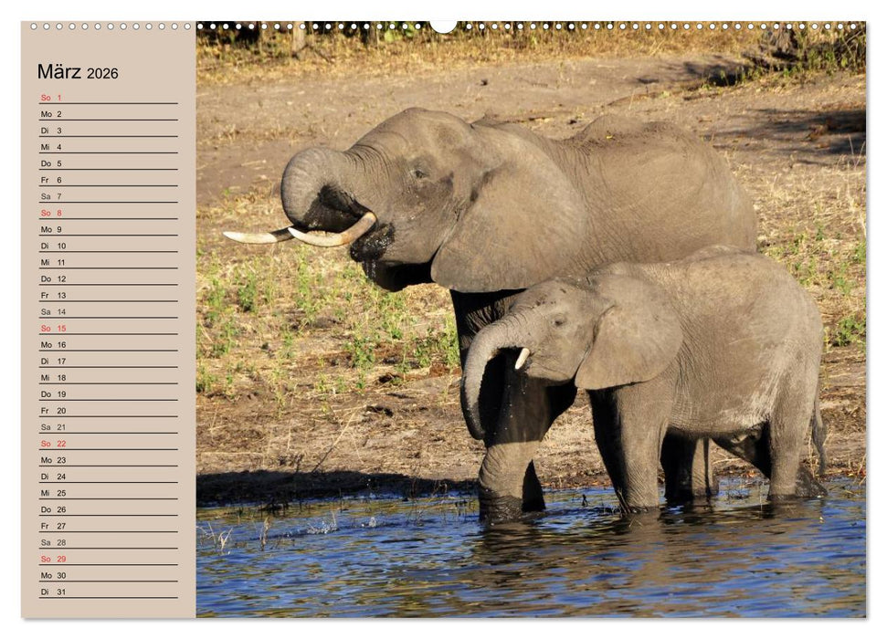 Elefanten in freier Wildbahn (CALVENDO Premium Wandkalender 2026)