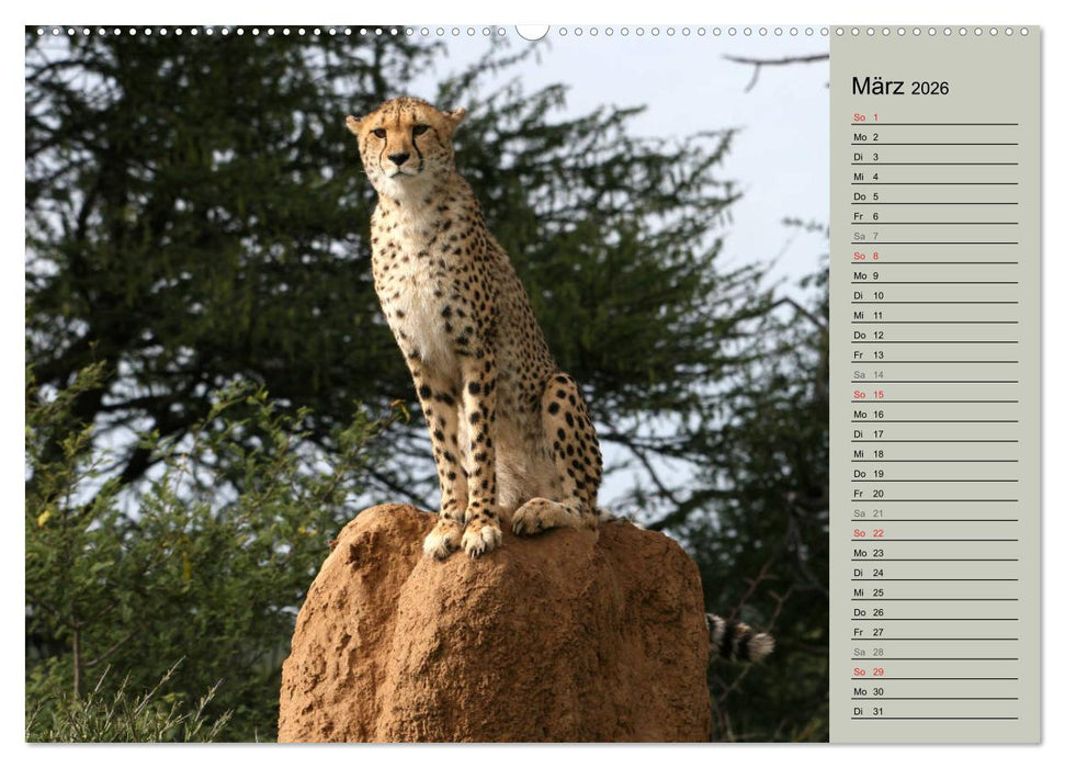 Geparden - Ein Leben in Afrika (CALVENDO Wandkalender 2026)