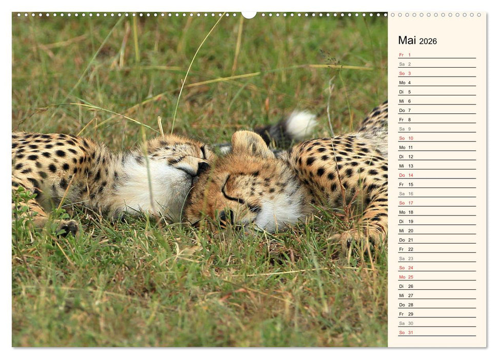 Geparden - Ein Leben in Afrika (CALVENDO Wandkalender 2026)