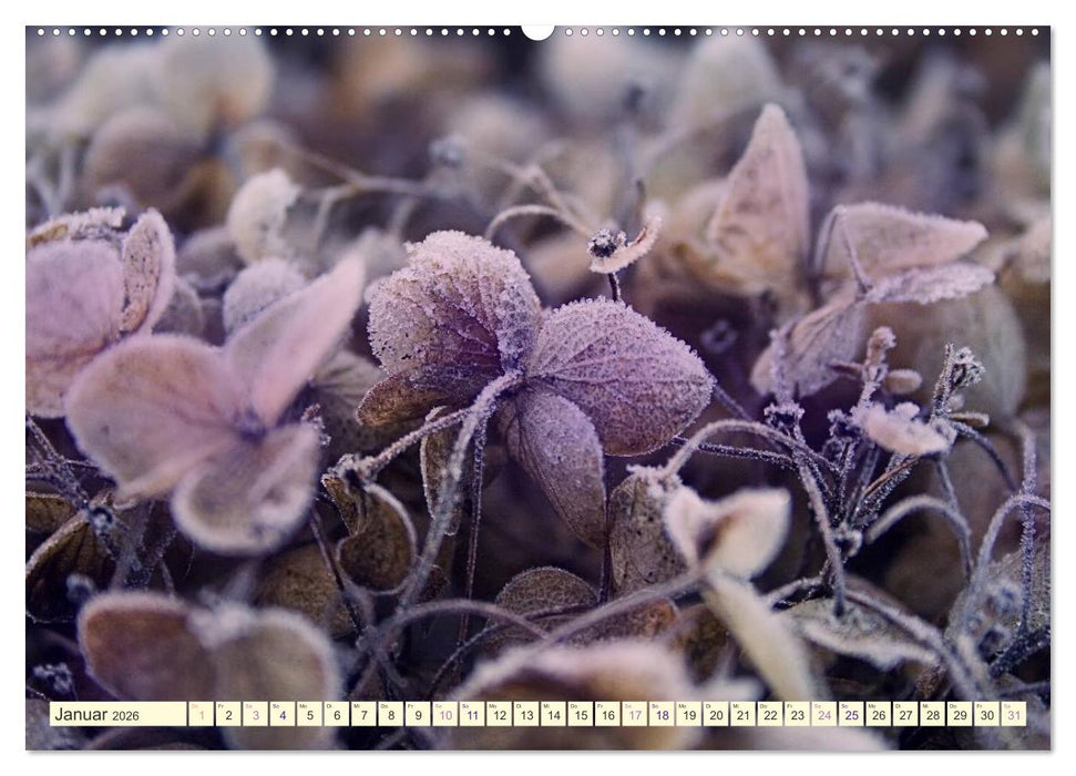 Hortensienträume (CALVENDO Wandkalender 2026)