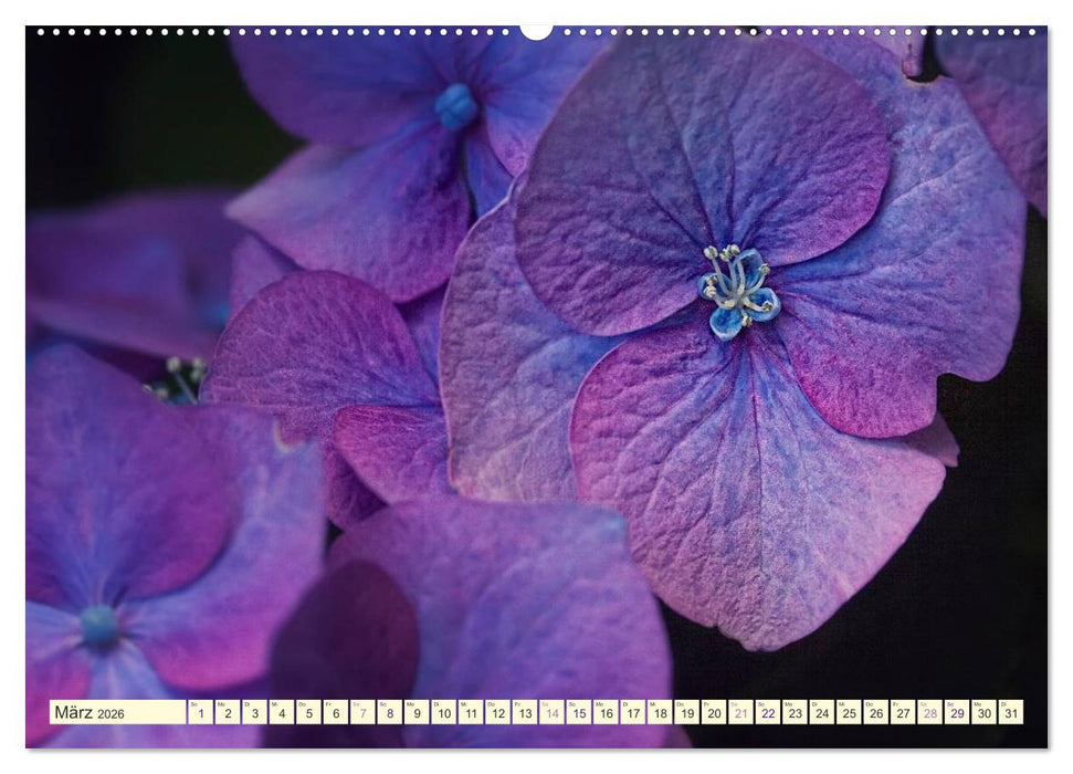 Hortensienträume (CALVENDO Wandkalender 2026)