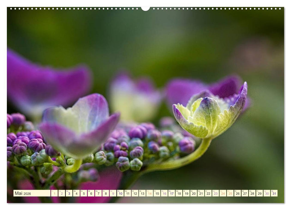 Hortensienträume (CALVENDO Wandkalender 2026)