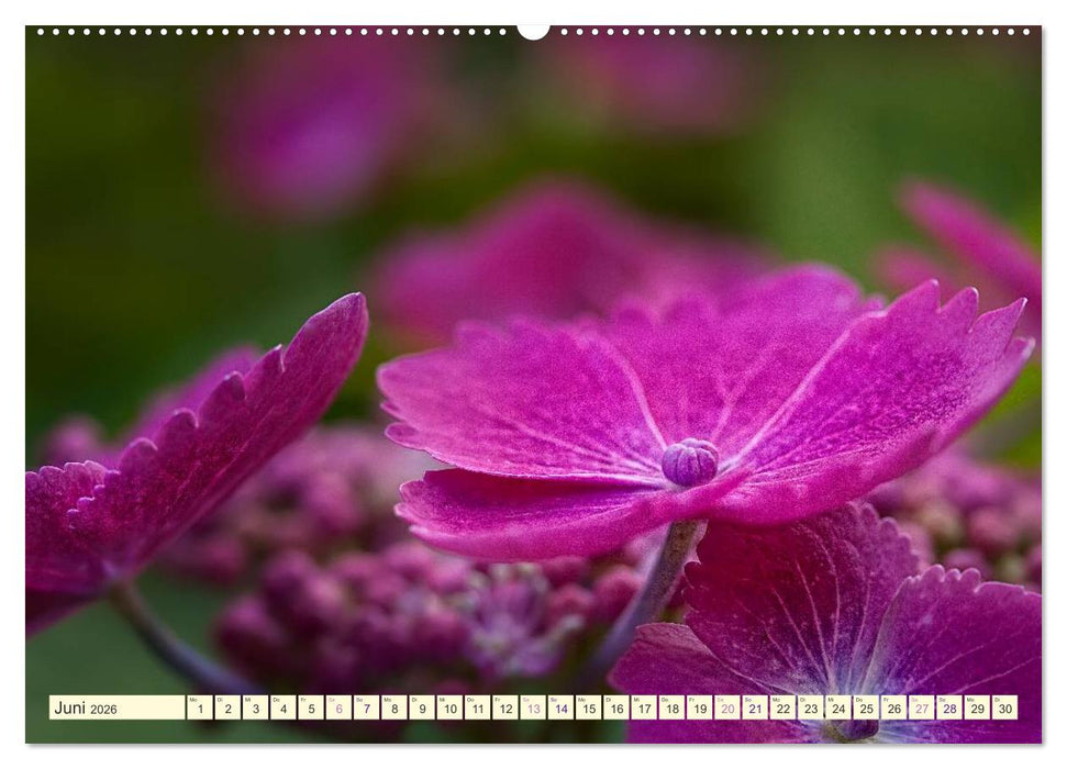 Hortensienträume (CALVENDO Wandkalender 2026)