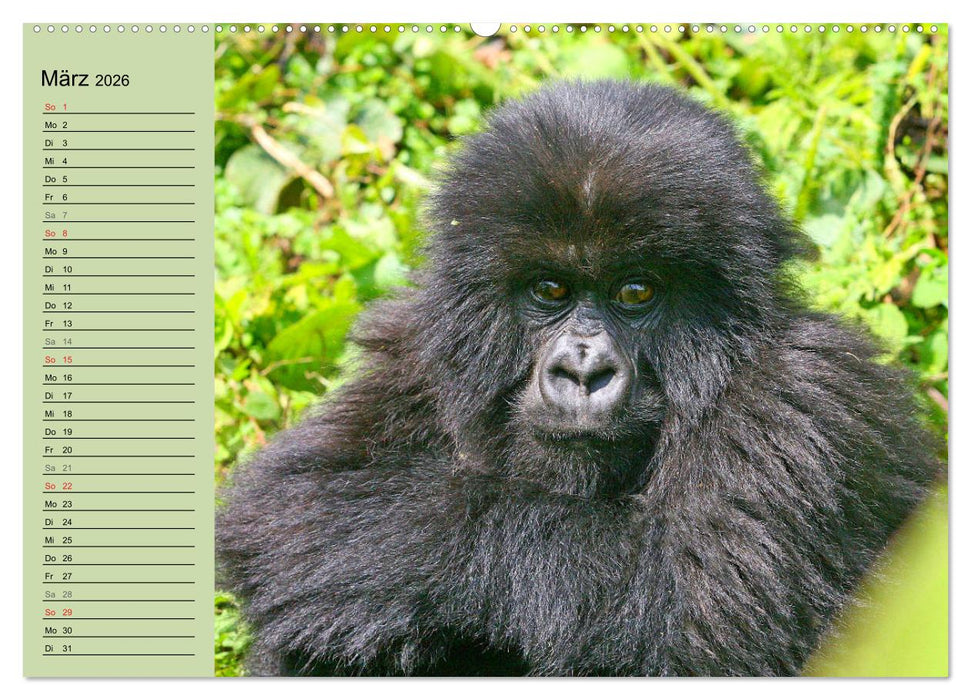 Afrikas wildes Kinderzimmer (CALVENDO Premium Wandkalender 2026)