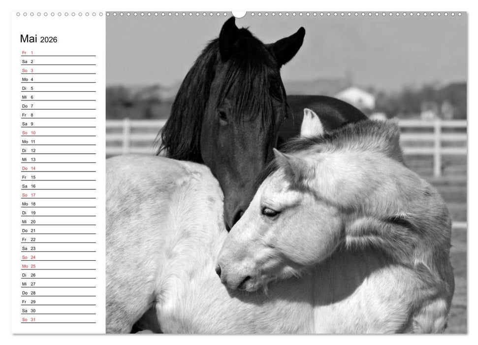 Leidenschaft Pferdesport - Impressionen (CALVENDO Wandkalender 2026)