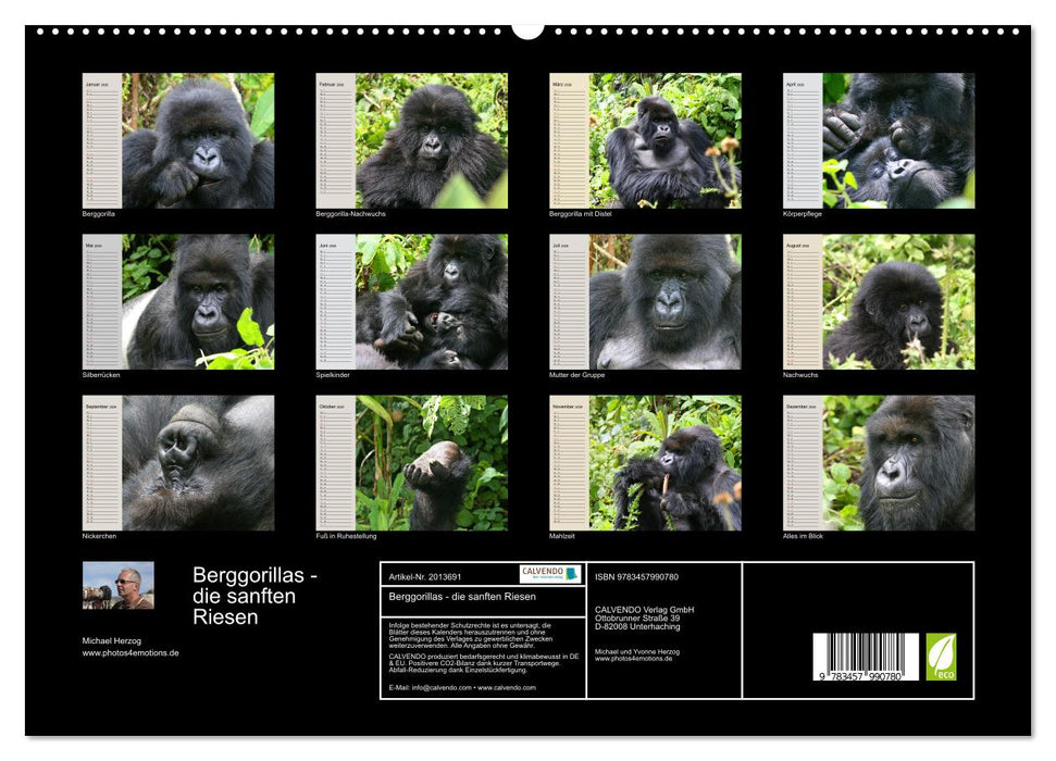 Berggorillas - die sanften Riesen (CALVENDO Premium Wandkalender 2026)