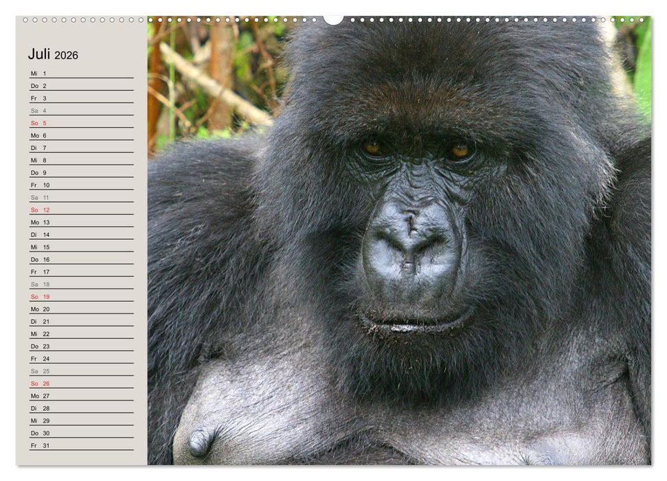 Berggorillas - die sanften Riesen (CALVENDO Premium Wandkalender 2026)