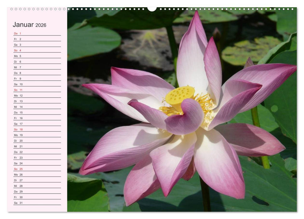 Lotos. Symbol für Reinheit und Kraft (CALVENDO Wandkalender 2026)