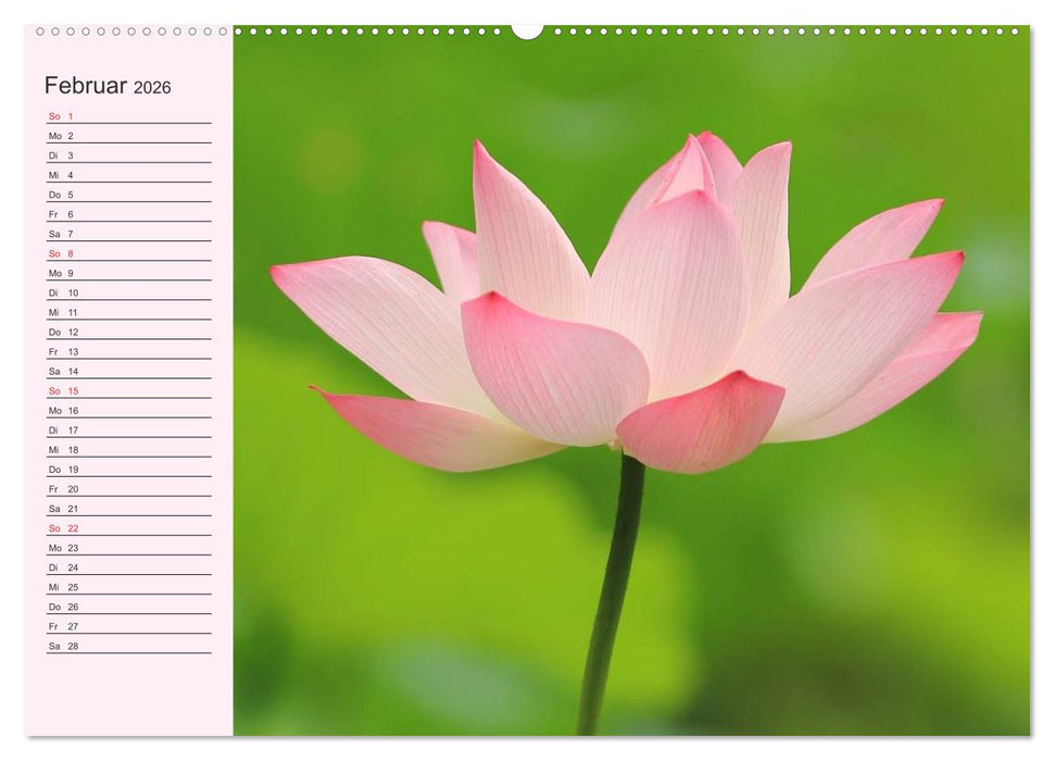 Lotos. Symbol für Reinheit und Kraft (CALVENDO Wandkalender 2026)