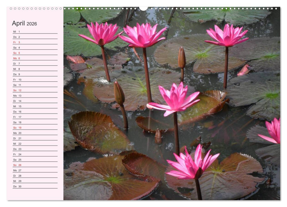 Lotos. Symbol für Reinheit und Kraft (CALVENDO Wandkalender 2026)