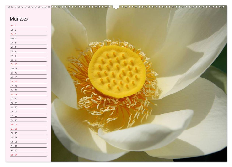 Lotos. Symbol für Reinheit und Kraft (CALVENDO Wandkalender 2026)