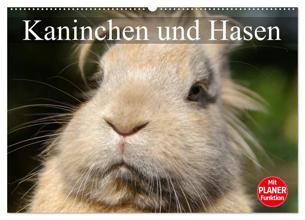Kaninchen und Hasen (CALVENDO Wandkalender 2026)