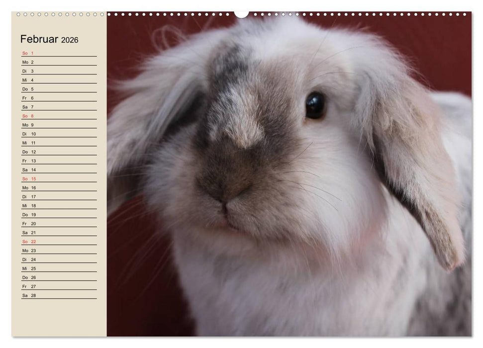 Kaninchen und Hasen (CALVENDO Wandkalender 2026)