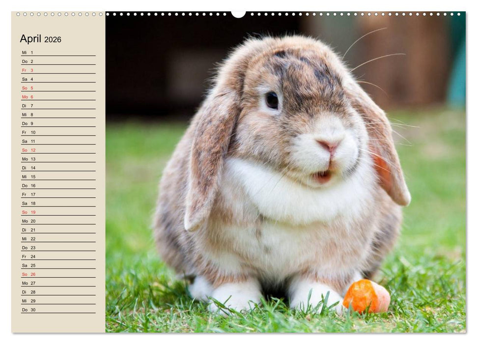 Kaninchen und Hasen (CALVENDO Wandkalender 2026)