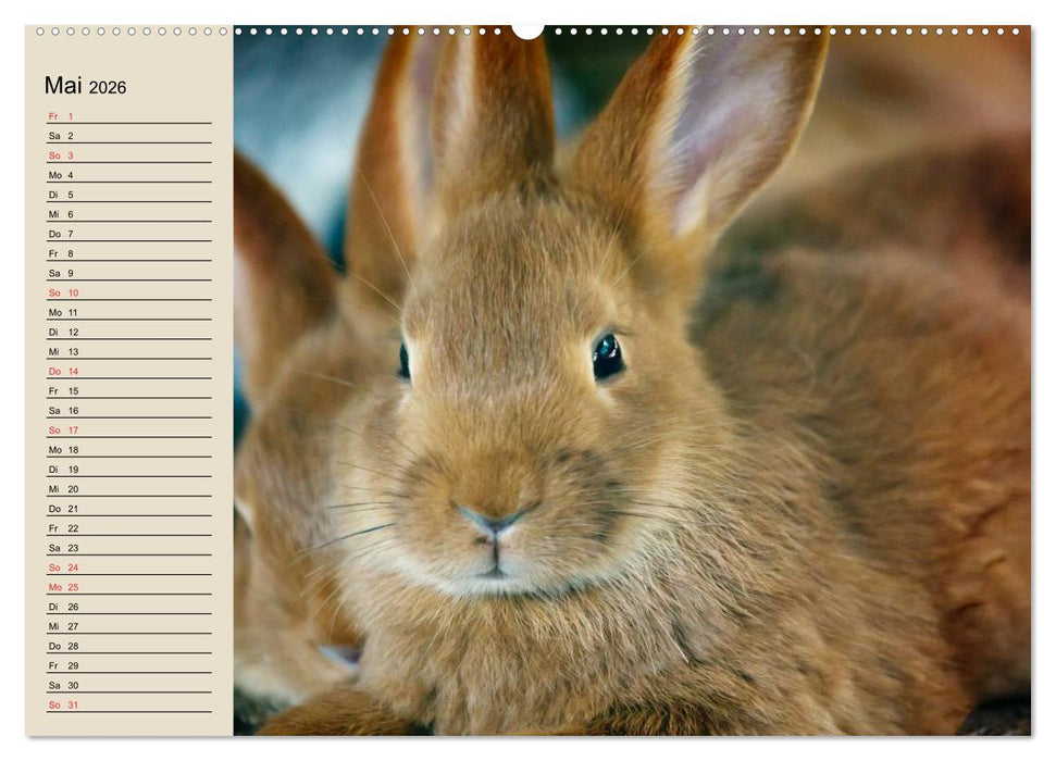 Kaninchen und Hasen (CALVENDO Wandkalender 2026)