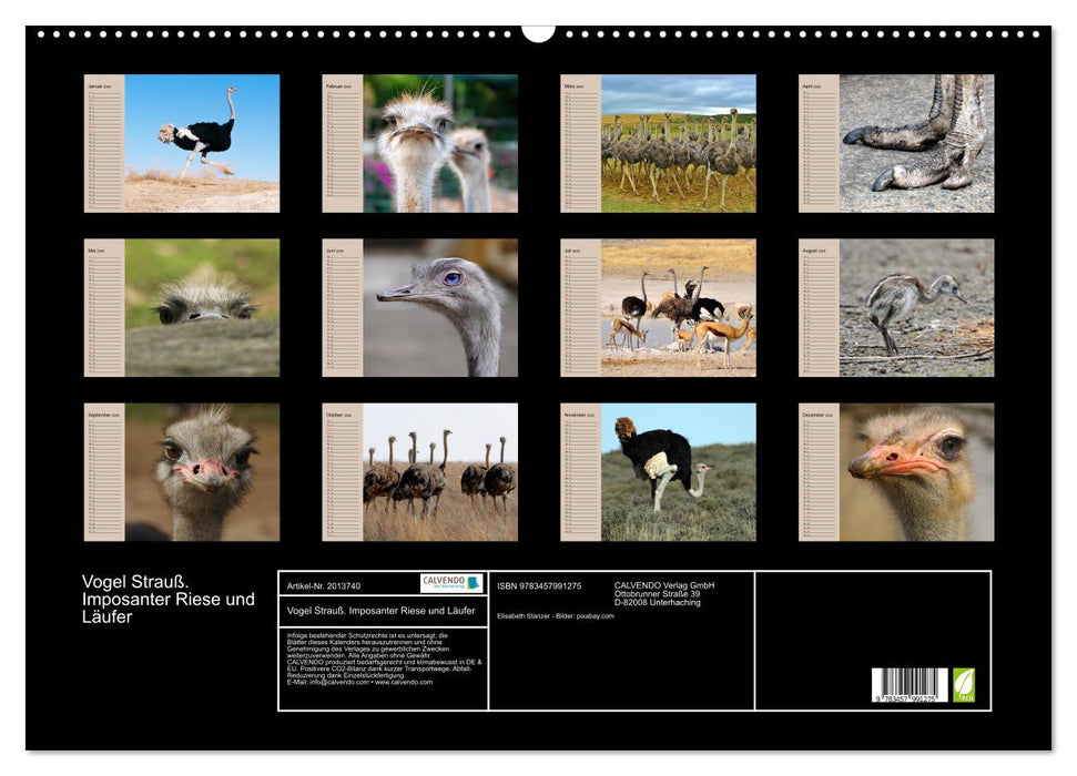 Vogel Strauß. Imposanter Riese und Läufer (CALVENDO Wandkalender 2026)