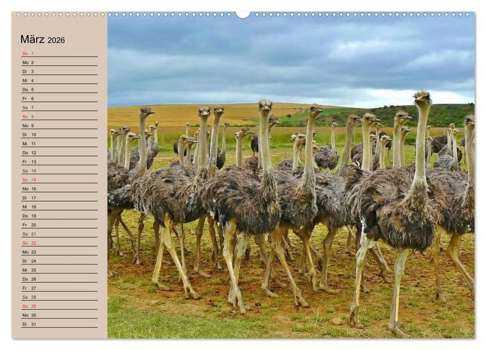 Vogel Strauß. Imposanter Riese und Läufer (CALVENDO Wandkalender 2026)