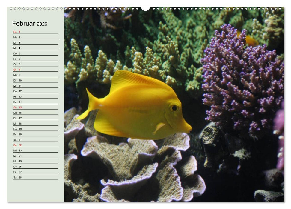 Die Welt der Riffe. Seesterne, Korallen, Anemonen (CALVENDO Wandkalender 2026)