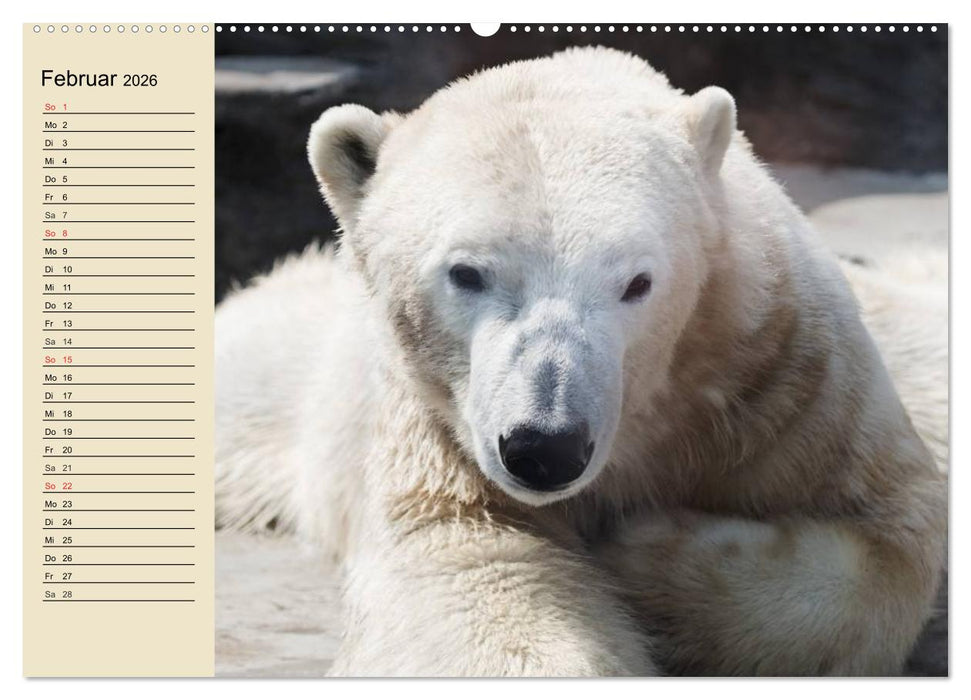 Bären (CALVENDO Wandkalender 2026)
