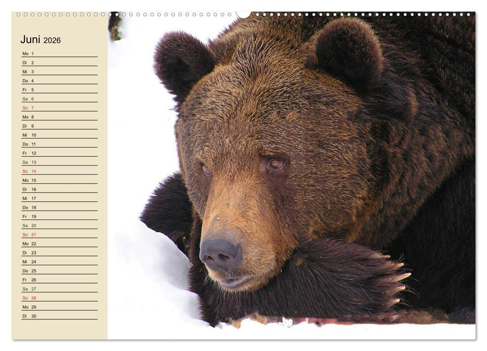 Bären (CALVENDO Wandkalender 2026)