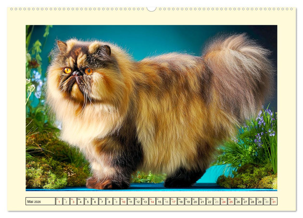 Perserkatzen. Zauberhaft, sanft, anhänglich und wunderschön (CALVENDO Wandkalender 2026)