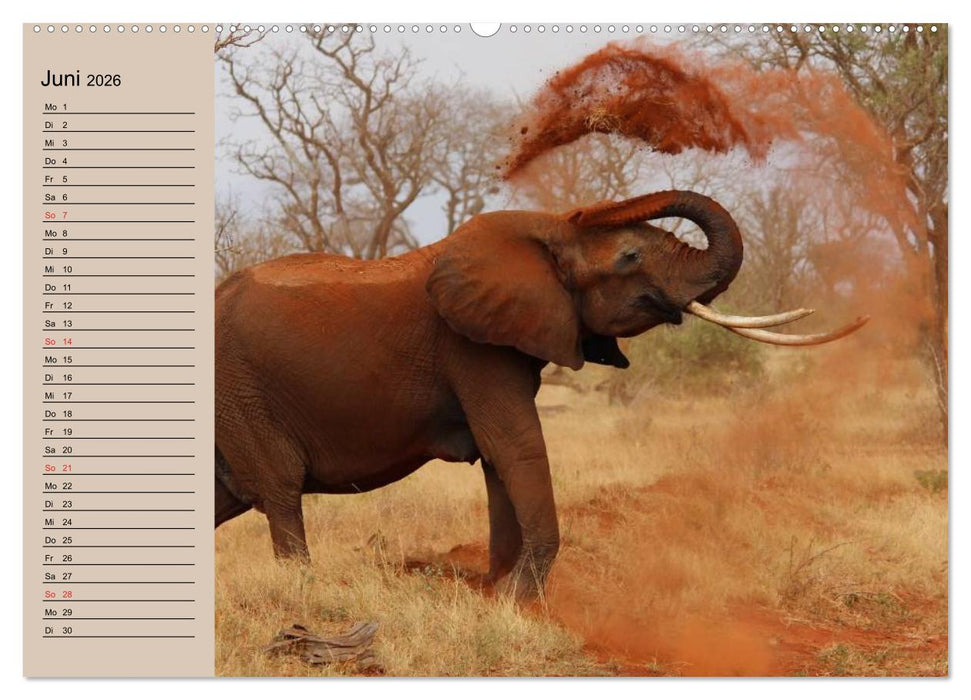 Elefanten. Sensible Rüsseltiere (CALVENDO Wandkalender 2026)