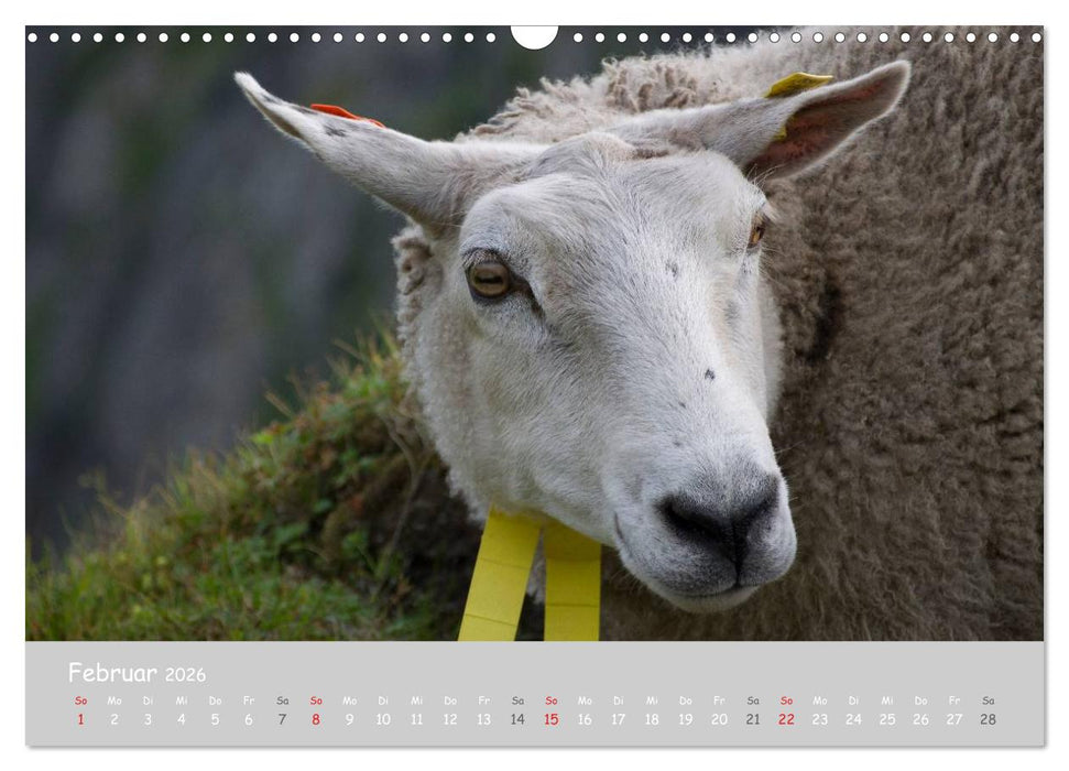 Ganz schön Schaf (CALVENDO Wandkalender 2026)